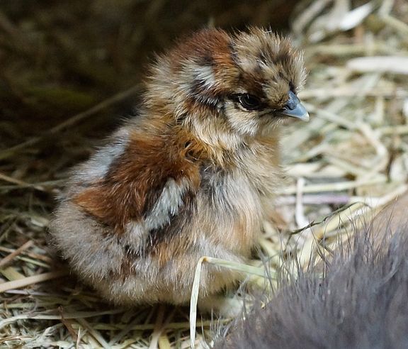 Seidenhuhn_3.jpg